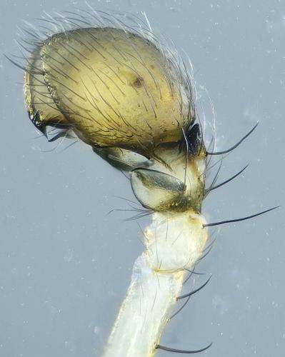Cryphoeca silvicola